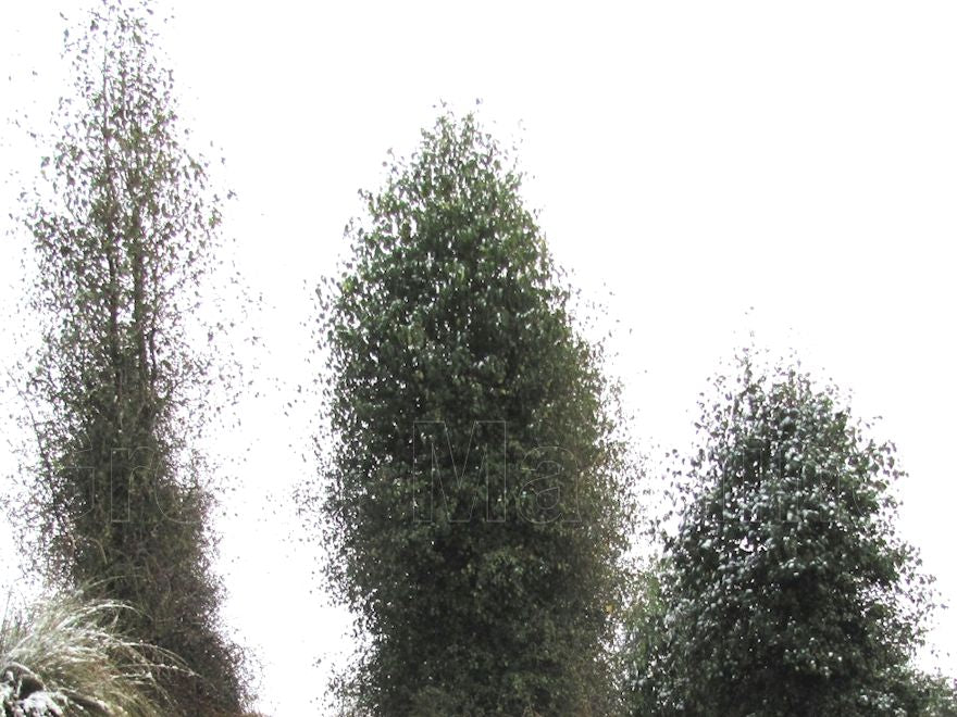 Plagianthus_Regius_15_R3TSWINCR6VC.JPG