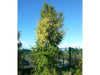 Plagianthus_Regius_16_R3TSWJPCGTCL.jpg