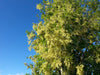 Plagianthus_Regius_17_R3TSWL1NSXCT.jpg