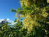 Plagianthus_Regius_18_R3TSWM92XS5E.jpg