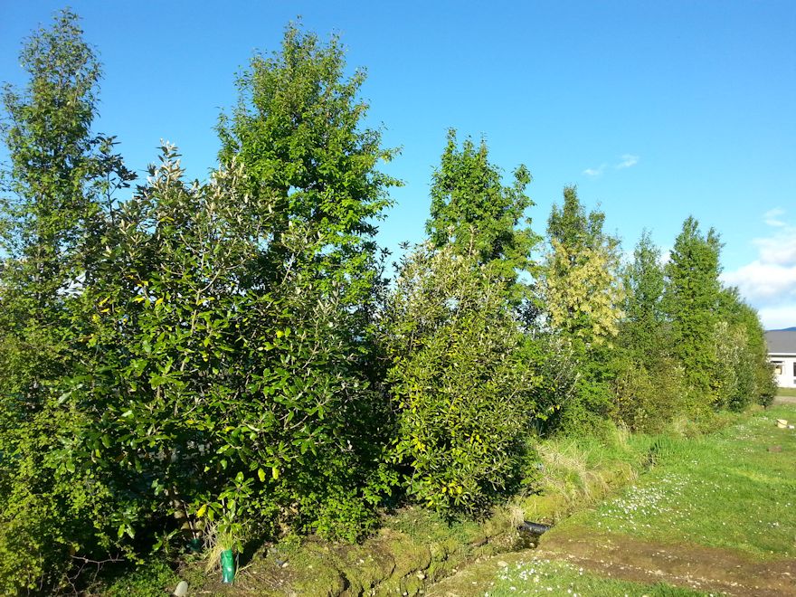 Plagianthus Regius