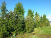 Plagianthus_Regius_19_R3TSWNVQCNMF.jpg
