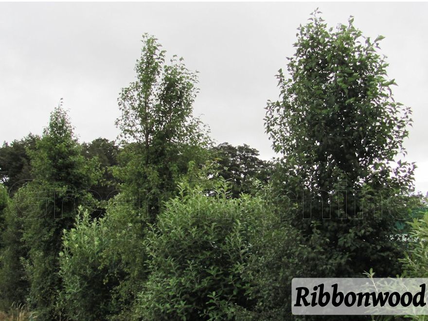 250x Farm Combo - $3.99 NZ trees & shrubs