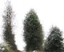 Plagianthus_Regius_M_QYPXNHZQPS2Y.JPG