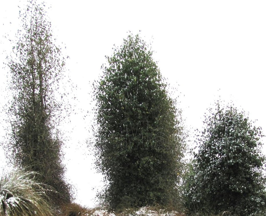 Plagianthus Regius