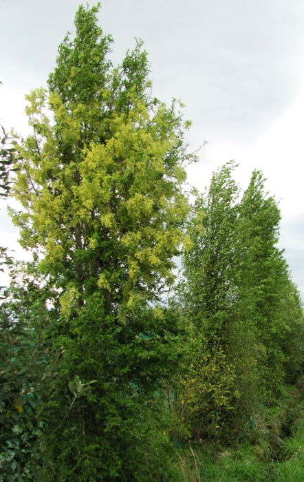 Plagianthus_Regius_ma_t_ure_QYPXNPAEFFTD.jpg