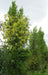 Plagianthus_Regius_ma_t_ure_QYPXNPAEFFTD.jpg