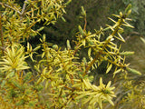 5x Golden Totara - $9.99 each