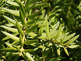 Podocarpus Totara x1