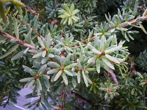 Podocarpus Totara Matapouri Blue