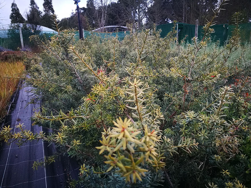 Podocarpus Totara Matapouri Blue