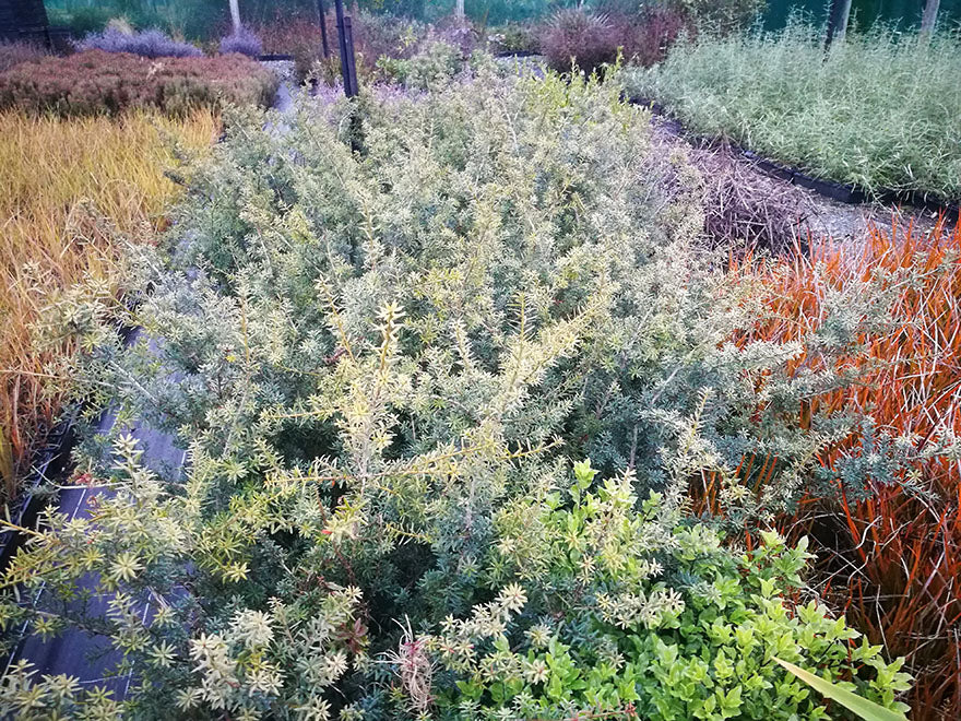 Podocarpus Totara Matapouri Blue
