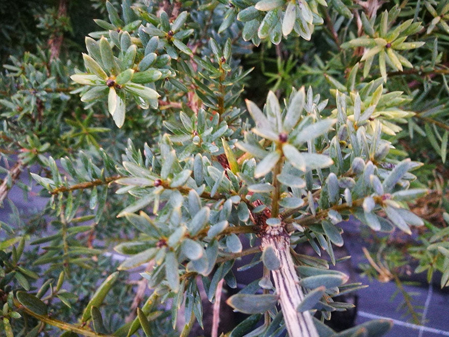 Podocarpus Totara Matapouri Blue