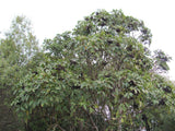Pseudopanax Arboreum