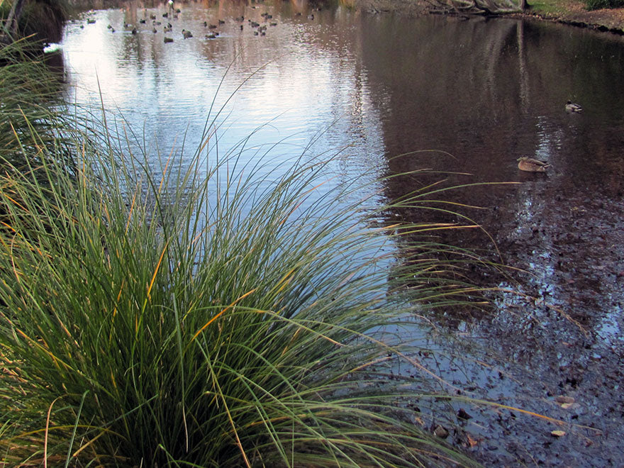 100x Riparian Combo - $3.99 each