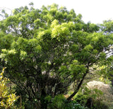 Sophora Microphylla