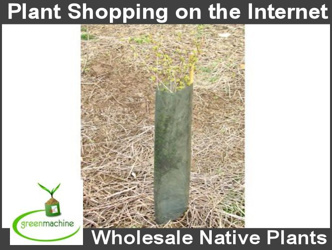 Tree Guards - Large x 100