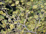 Carpodetus serratus