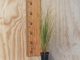 5x Red Tussock - $11.99 each