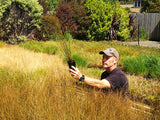25x Red Tussock - $10.99 each