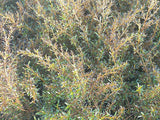 1x Coprosma Copperfield - large size