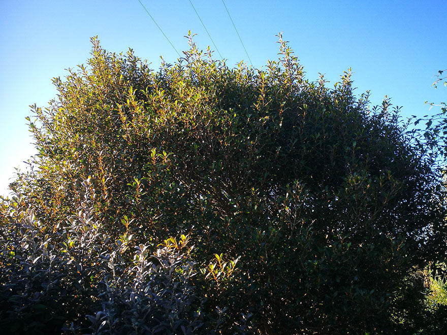 Coprosma Cunninghamii