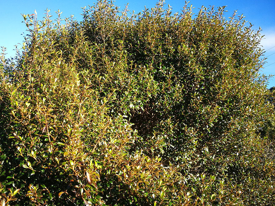 5x Purple Coprosma - $5.99