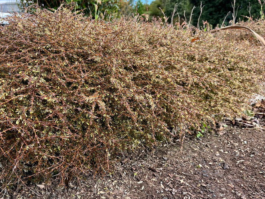 25x Coprosma Flat Freddy - $4.99 each