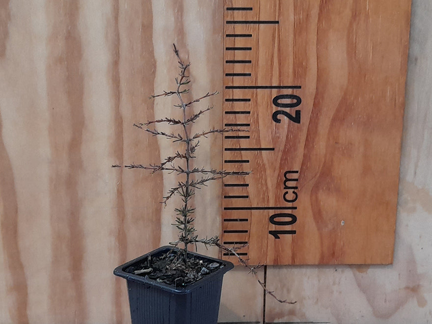 25x Coprosma Flat Freddy - $4.99 each