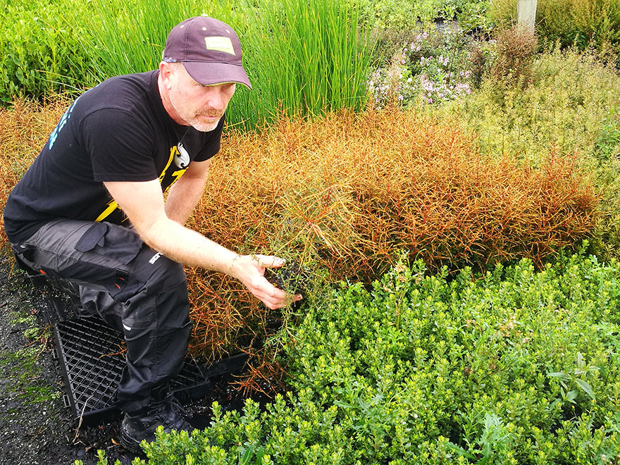 Coprosma Lobster