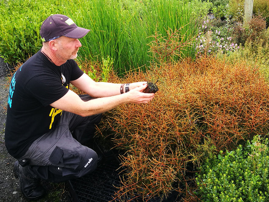 Coprosma Lobster