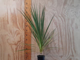10x Cabbage Tree - monster size - $5.99 each