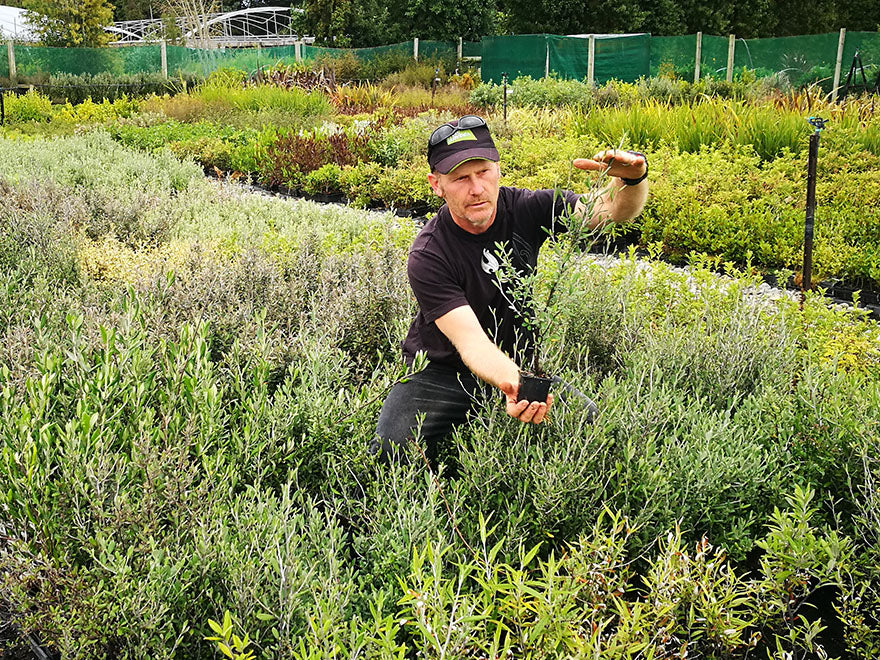 Corokia Red Wonder