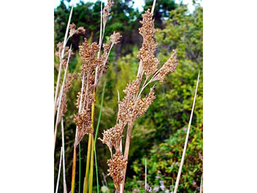 Juncus pallidus