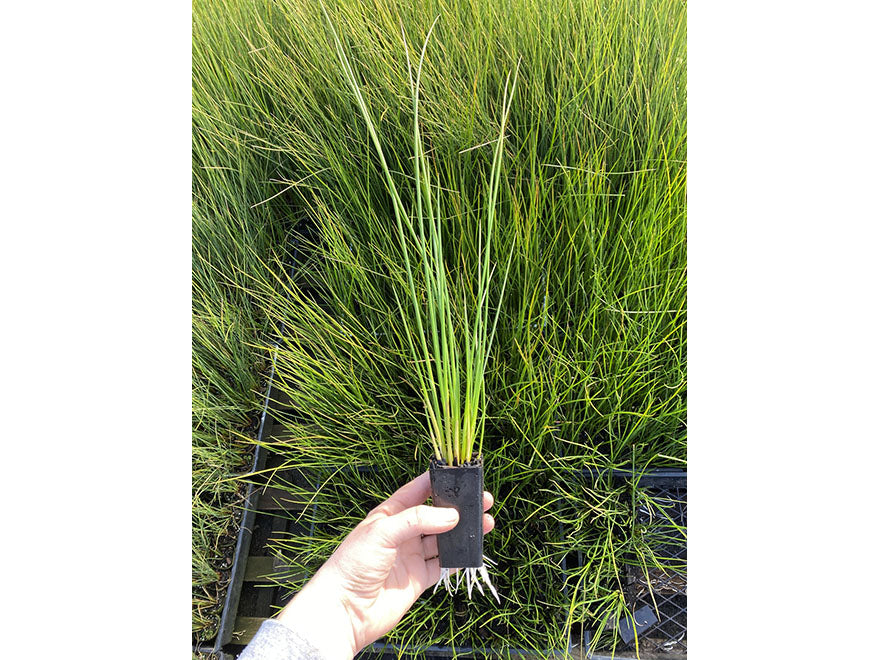 Juncus pallidus
