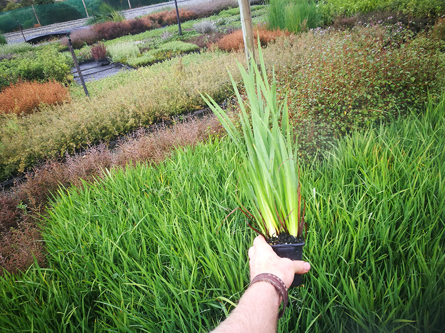 25x Low Growing Native Combo - $4.99 each