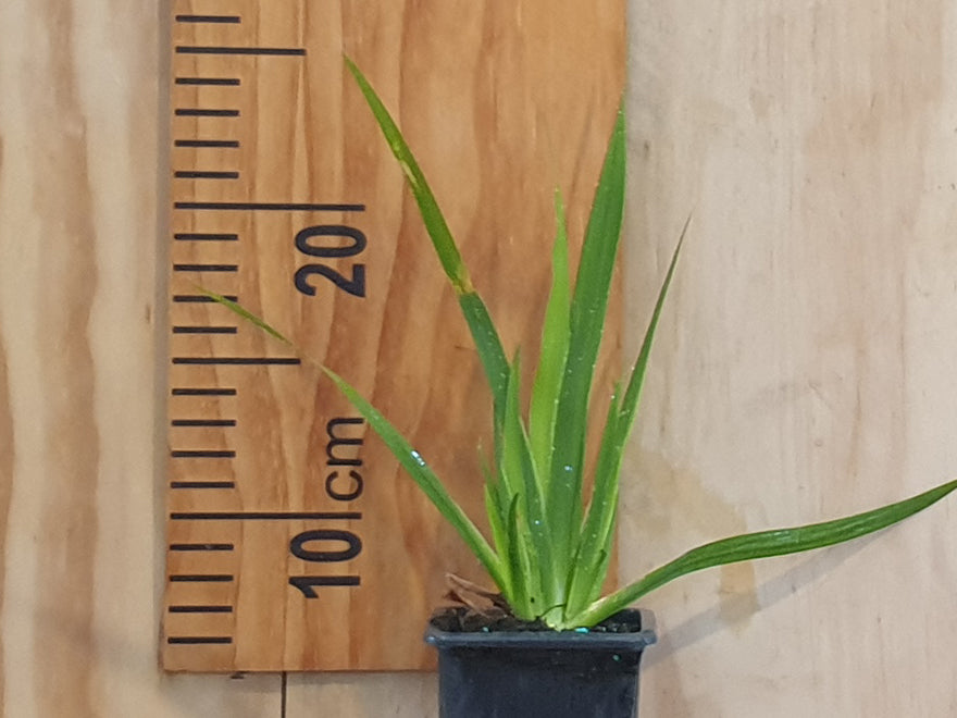 25x NZ Grand Iris - $1.99 each
