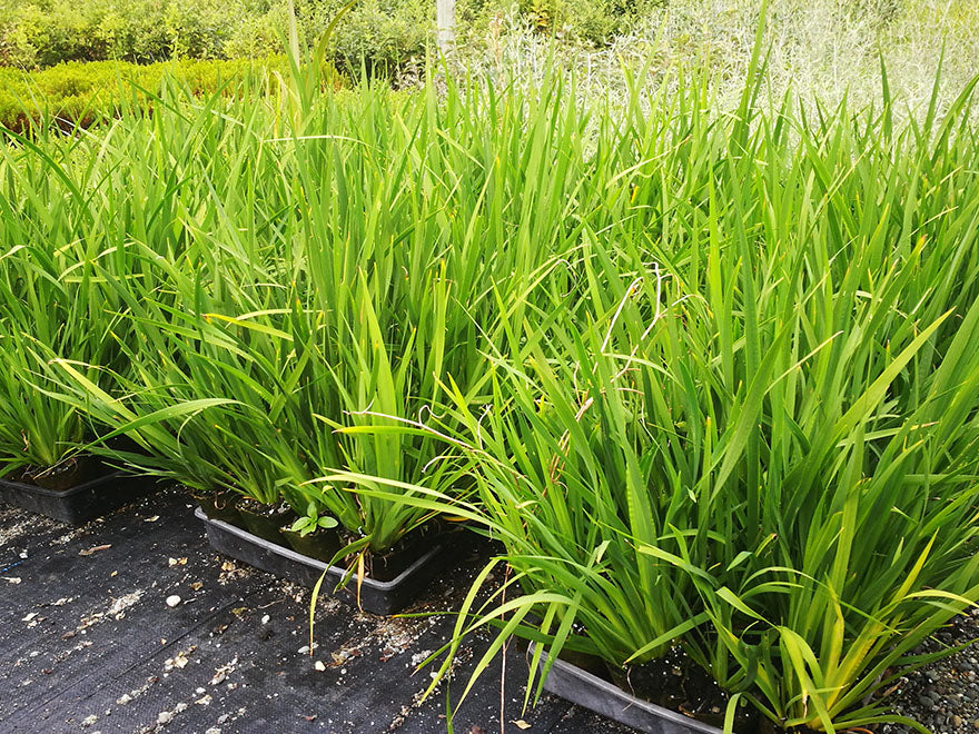 10x NZ Grand Iris - just $1.99 each