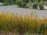 5x NZ Golden Iris - $9.99 each