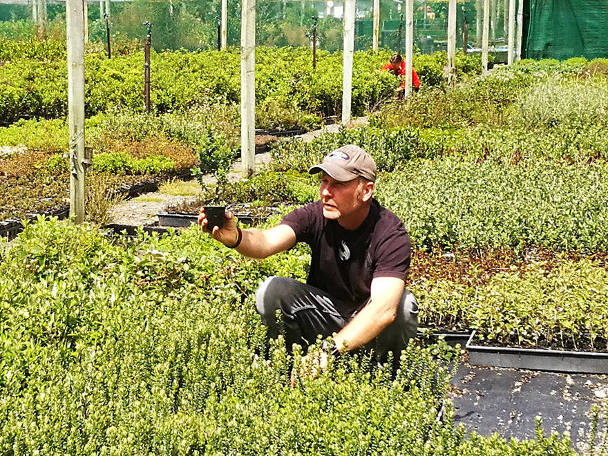 Olearia Nummularifolia