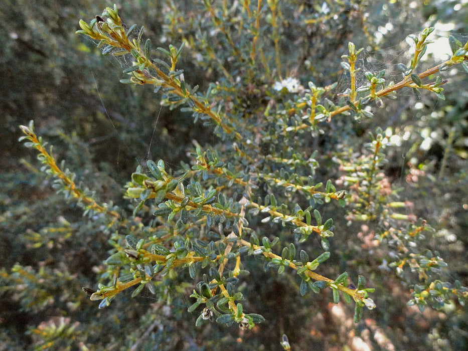 Olearia solandri