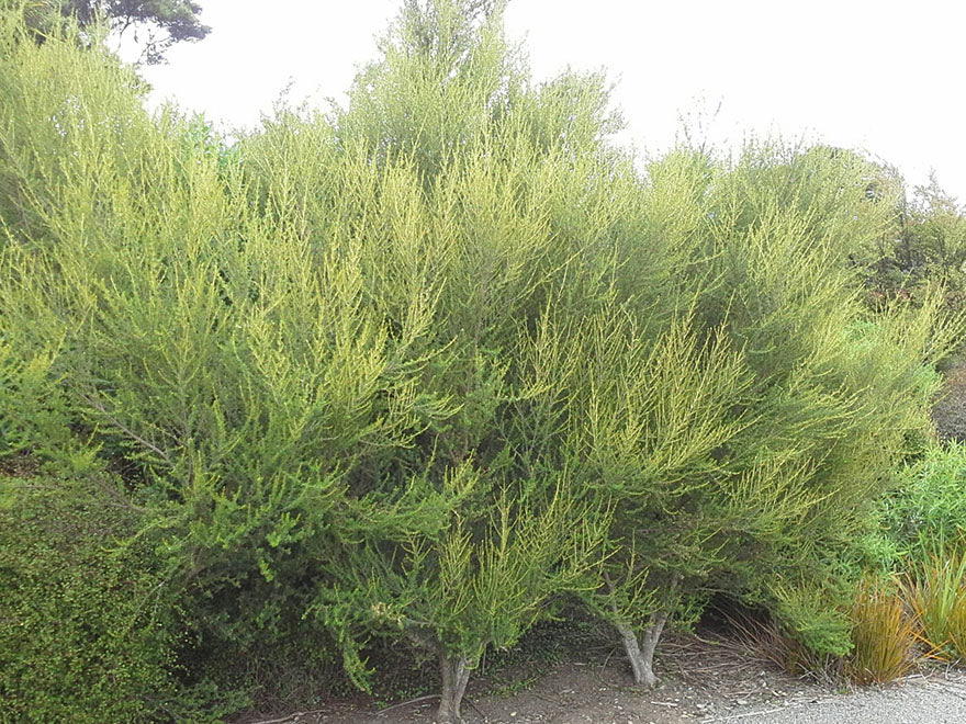 Olearia solandri