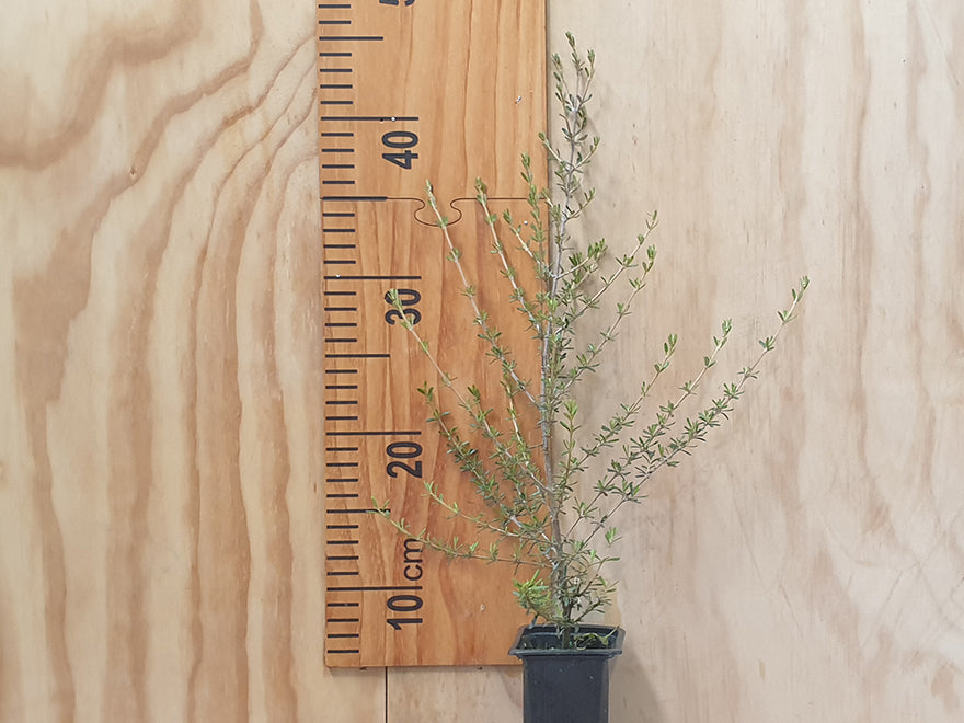Olearia solandri