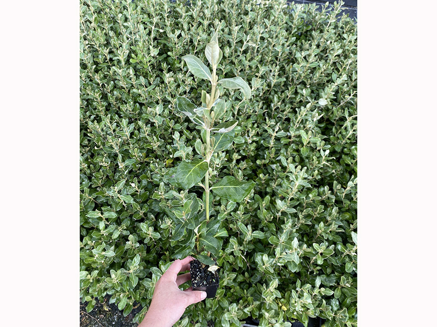 Olearia Traversii x 1