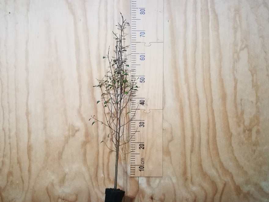 Plagianthus Regius