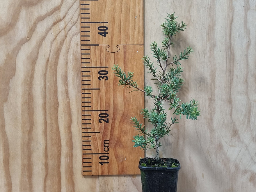 Podocarpus Totara Matapouri Blue