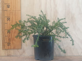 Podocarpus Nivalis - XL Size