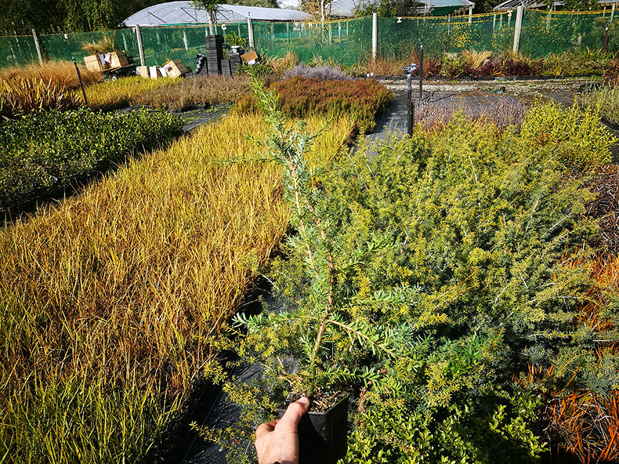 Podocarpus Totara Matapouri Blue